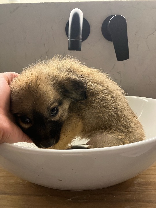 I've completed a Pet Care booking at PetBacker! At Piraeus Harbor, in the middle of noise & movement, I met him—a tiny 2-month-old Kokoni with curious eyes & quiet trust. The moment he was placed in my hands, everything else faded. It wasn’t just a pickup—it was responsibility.

That night, there were no big moments, just meaningful ones. He explored, played, then chose to rest close to me, already finding comfort. Trust was built in silence.

By morning, he felt different—calmer, more confident. At Kifisos bus station, I handed him to the driver, knowing this short time mattered. Not just for me, but for him.

Sometimes, the best experiences are simple: a small life trusted you—& you showed up.