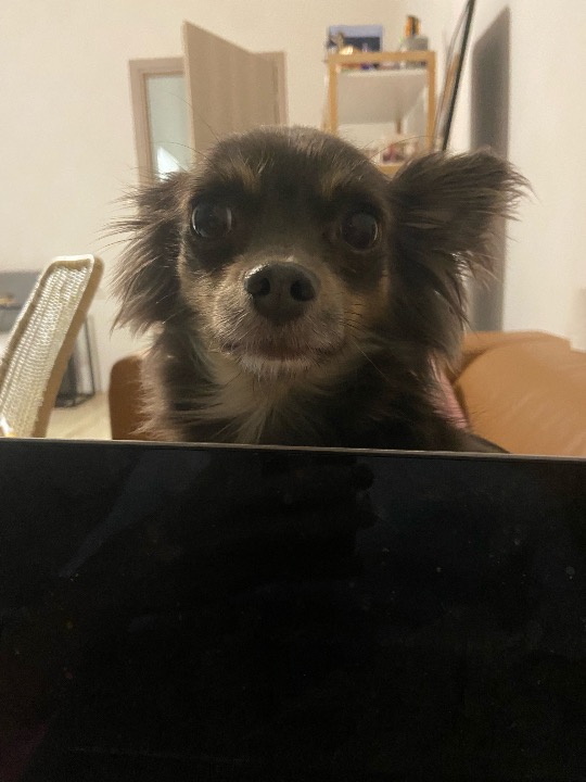 I've completed a Pet Care booking at PetBacker! Gonna miss you a lot lil baby 👶❤️🥰
Was a pleasure to celebrate new year with you❤️