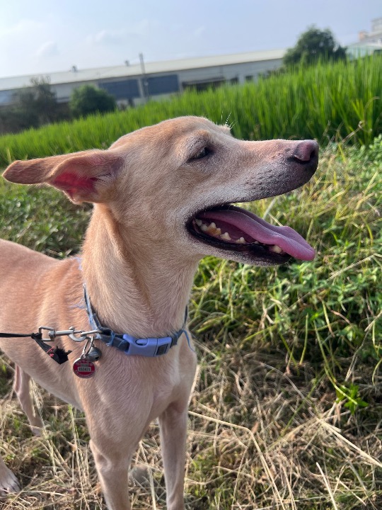 我在 PetBacker 完成了一次 寵物照顧 預訂！ 開朗的陽光大男孩～香蕉！你的笑容超級療癒的。有空來玩喔！