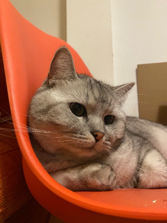 I've completed a Pet Care booking at PetBacker! So happy to see one of my favourite boys again 