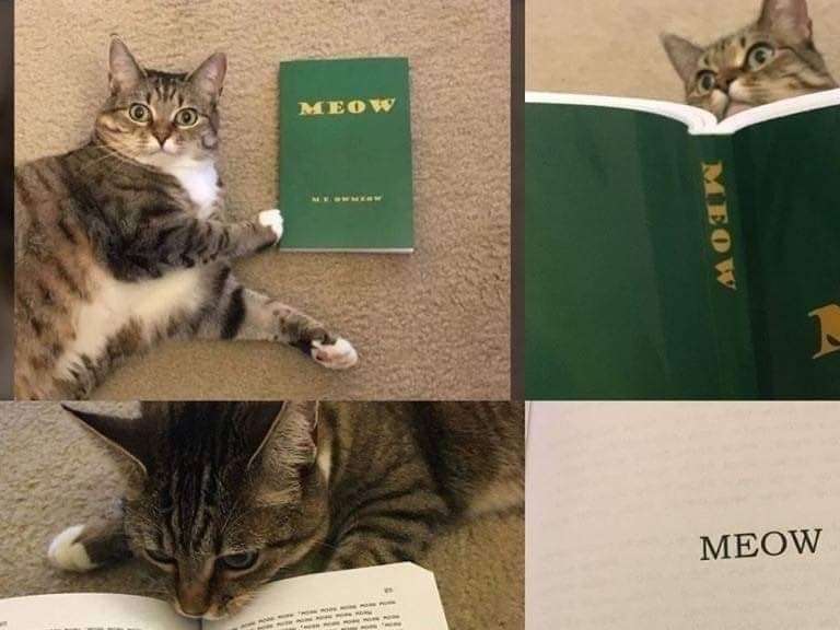 álora Best Pet Boarding, Grooming for Dogs, Cats with Pickup