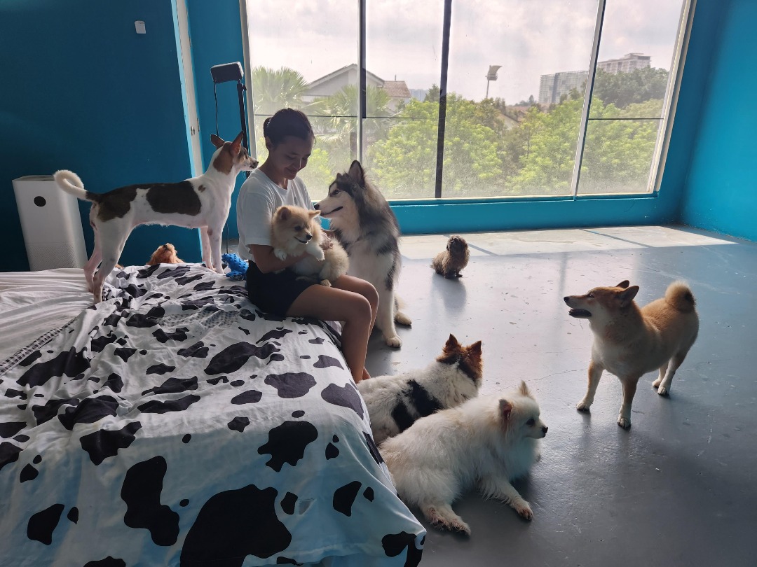 Malaysia Pet Boarding, Sitting, Grooming | Petbacker®