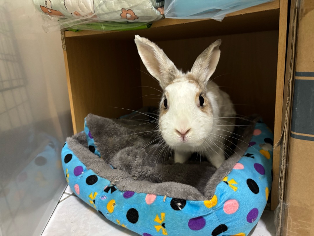 新竹縣,東區,動物園的遛狗服務師,放狗外出散步| 鐵鐵麻遛狗服務～ | PetBacker