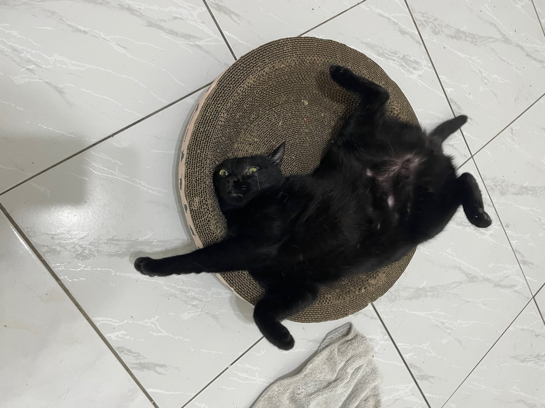 我在 PetBacker 完成了一次 寵物照顧 預訂！ 芙芙這位小公主真的太可愛了！💕
熟了之後變得超黏人，還會用小爪子抓著你的腳不讓你走，撒嬌功力一流～
她也是個超級吃貨，看到食物就會喵喵叫，吃飯速度飛快、胃口很好，完全不用擔心她會餓肚子！
平常喝水也很多，排便量雖然大但都很健康，看得出來她是一隻快樂又充滿活力的寶貝貓咪～🐱💛 Fufu is such an adorable little princess! 💕
Once she gets comfortable, she becomes incredibly affectionate and will even hold onto your legs so you can’t leave — her way of asking for more cuddles!
She’s also quite the foodie — the moment she sees food, she starts meowing excitedly and finishes everything right away. You’ll never have to worry about her appetite!
She drinks plenty of water and has perfectly healthy digestion — you can really tell she’s a happy, lively, and well-loved kitty. 