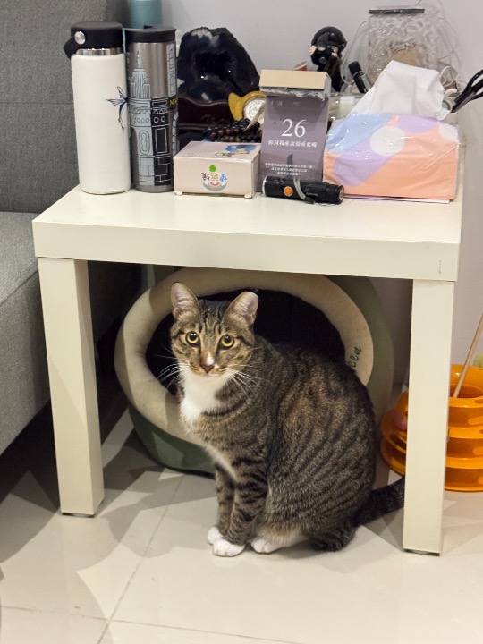 我在 PetBacker 完成了一次 到府寵物保姆 預訂！ 超級黏人不怕生的辛巴
會對話又叫的過來真的超級可愛！