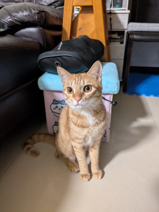 我在 PetBacker 完成了一次 到府寵物保姆 預訂！ 咪嚕跟布朗尼的媽媽非常親切，兩隻貓咪也很親人，謝謝妳們選擇讓我照顧