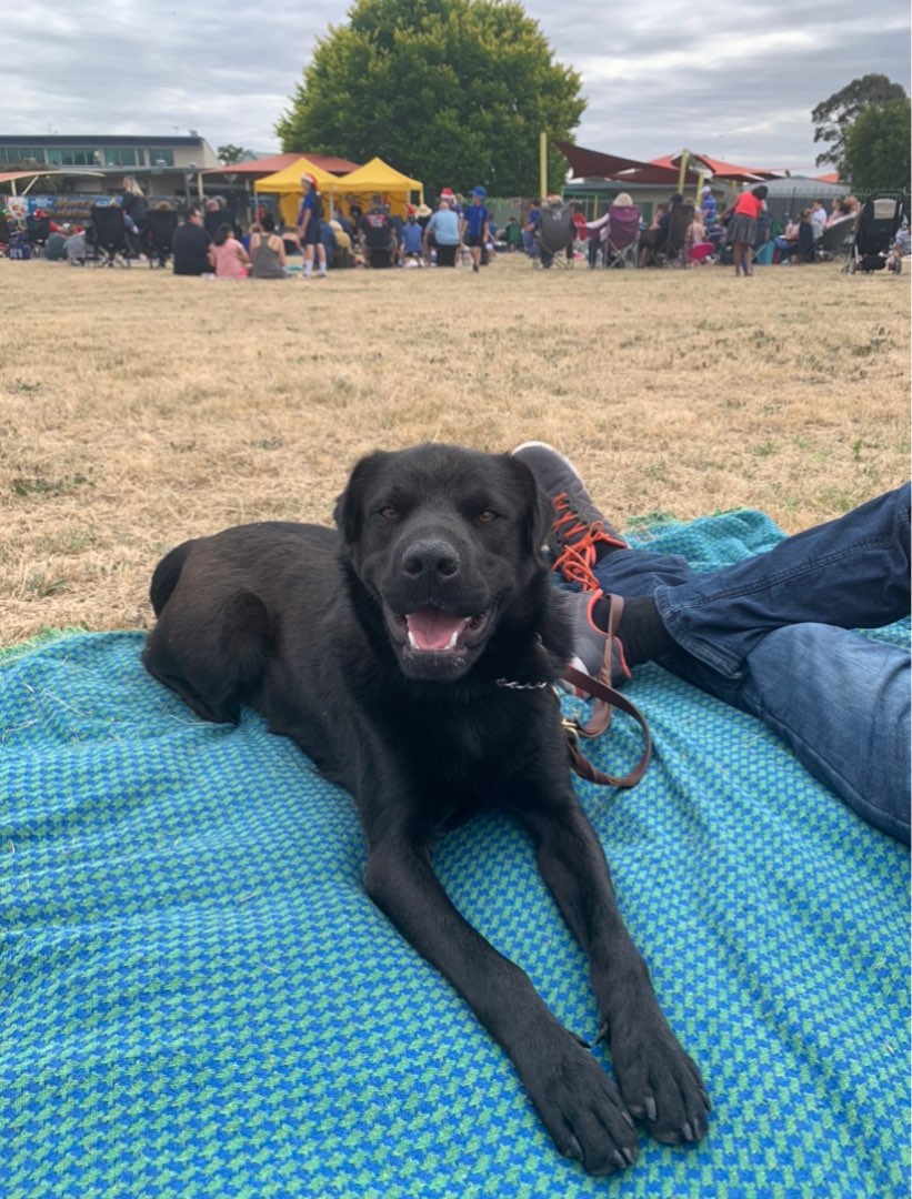 Dog Walking in Gladstone Park with Best Prices on PetBacker