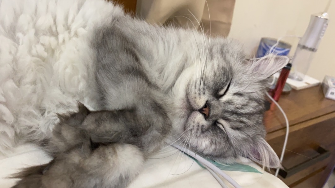 อำเภอเมืองสมุทรปราการ Best Pet Boarding, Grooming for Dogs, Cats with