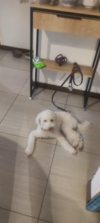 ¡He completado una reserva de Cuidado de Mascotas en PetBacker! Floki es un perrito muy regalón y bien portado. Un 7 cuidarle :) 