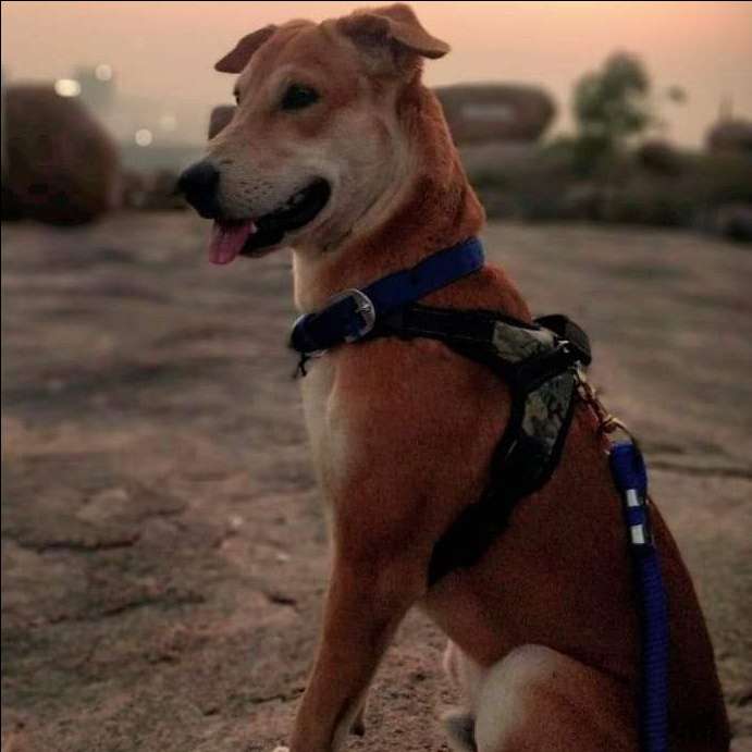 Dog Boarding in Hyderabad with Best Prices on PetBacker