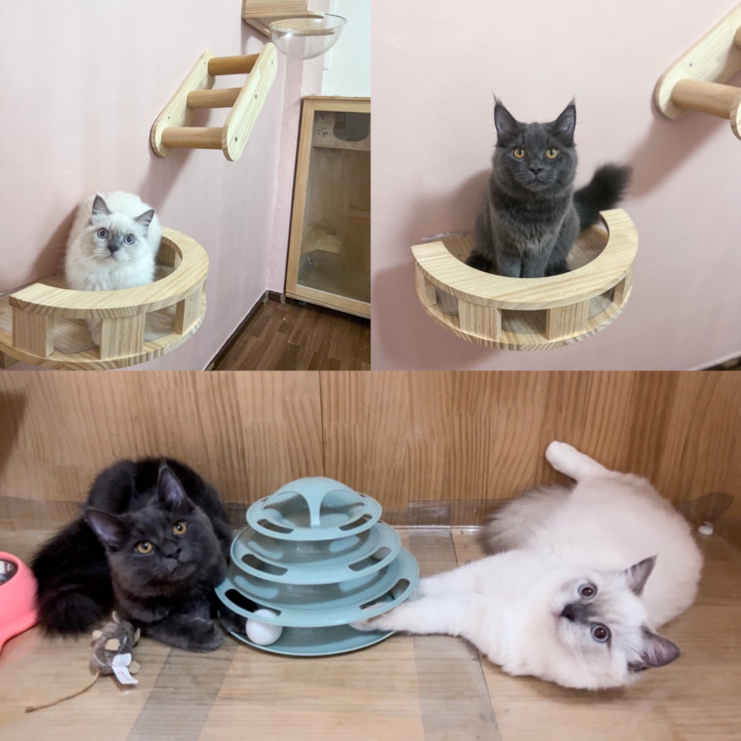 cat home boarding near me