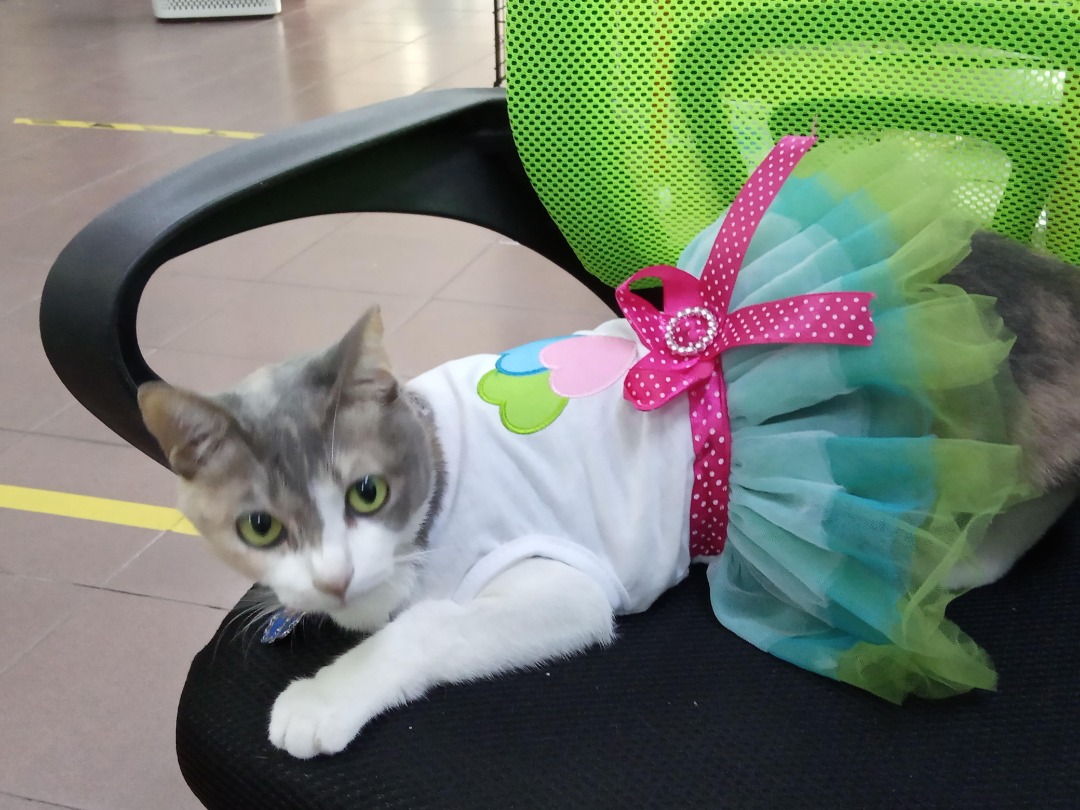 Top Pet Grooming in Ipoh with Best Prices on PetBacker