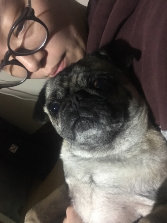 Top Pet Taxi in Hobart with Best Prices on PetBacker