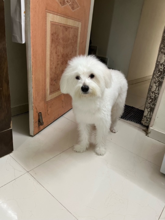 Doggy Daycare in Borivali with Best Prices on PetBacker