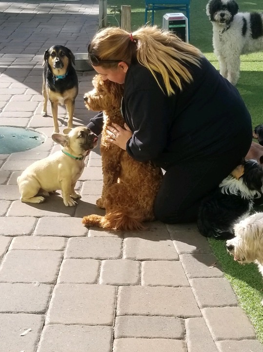 Dog Boarding in New Port Richey with Best Prices on PetBacker