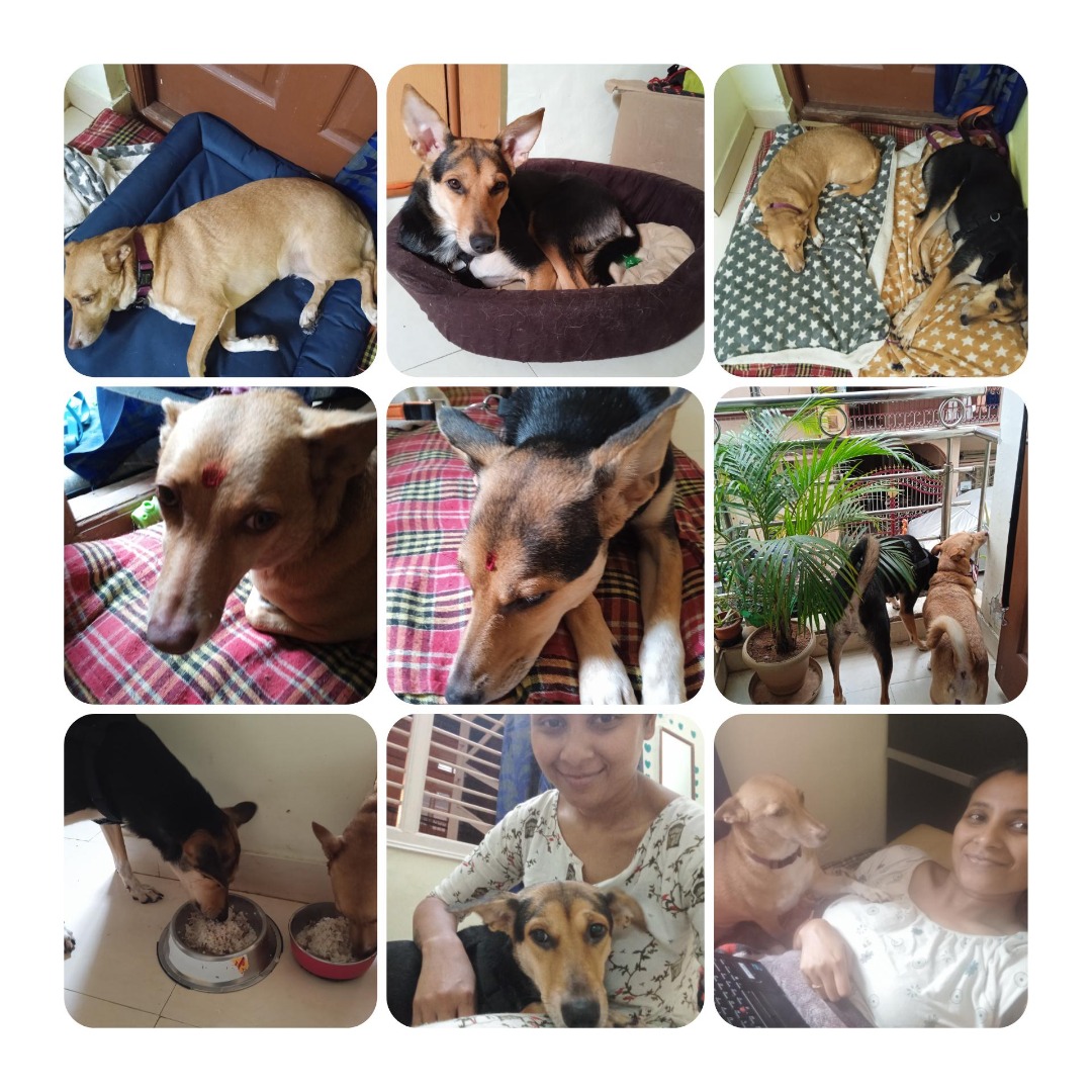 Pet Care at Bengaluru by PetBacker Kaju's Home Dog Boarding