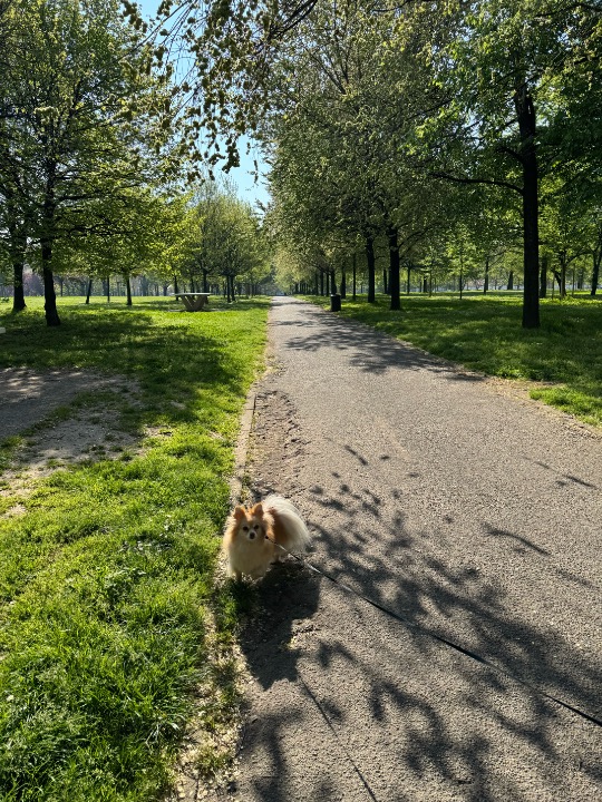 I've completed a Pet Care booking at PetBacker! I had the pleasure of looking after Riksy, a German Spitz, for five days and it was such a lovely experience. He’s incredibly calm, well-behaved, and honestly a bit too smart — in the best way. We went out to the park every day, where he loved exploring and playing, but always stayed attentive and responsive. He’s obedient without losing his personality, and he made our time together really easy and enjoyable. Riksy is an absolute gem — affectionate, intelligent, and just a joy to be around!🐾🐾