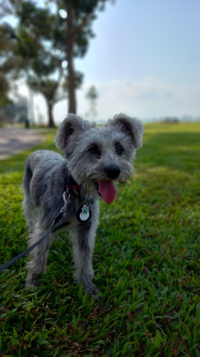 Walking at Tampines by PetBacker Neo Dog Walking In Tampines/Pasir Ris