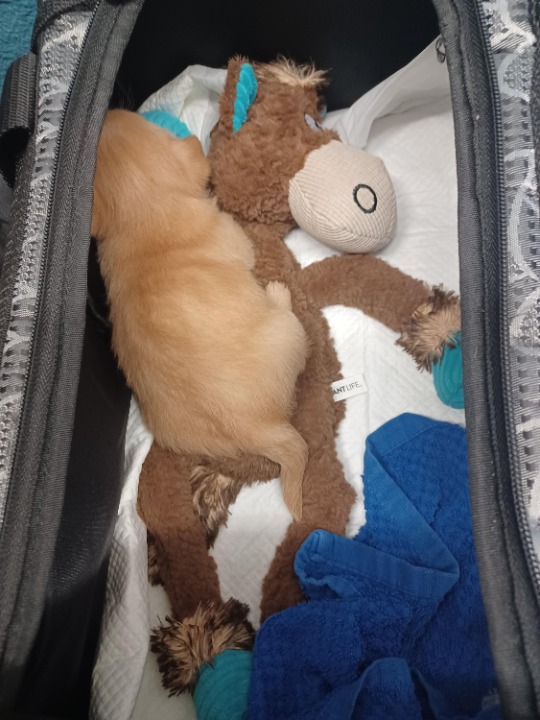 The 10 Best Bird Sitters Services Near Me (with Prices & Reviews)