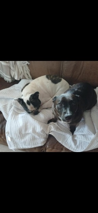 I've completed a Sitting booking at PetBacker! It was a pleasure Pup Sitting these 2 ( Willie & Lucy ) in the Comfort of their beautiful home with all the Love & Attention they truly deserve these past 2 days that have been so Special! Well behaved and so loving ❤️, these 2 were the best company, thank you so much once again for allowing me to take care of them! It has been a lovely retreat altogether!😊