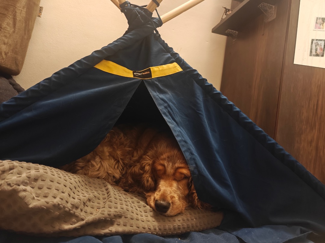 I've completed a Sitting booking at PetBacker! They gave me a bedding and everything. They were sweet and the dog was very cute. Me and the dog had fun
