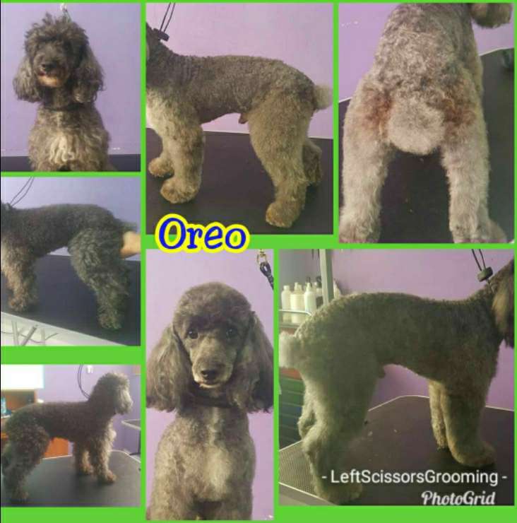 Pet Grooming in Puerto Rico Insured on PetBacker