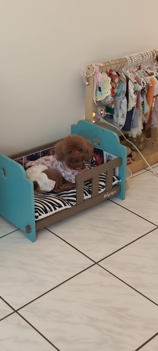 我在 PetBacker 完成了一次 寵物照顧 預訂！ 可樂本身比較缺乏安全感
是有分離焦慮症的毛小孩
剛來還不能適應環境
我在家裡跟牠多做互動贏得他的信任
分享很多小零食給他吃
到後面他就黏著我啦哈哈
適應良好不錯不錯