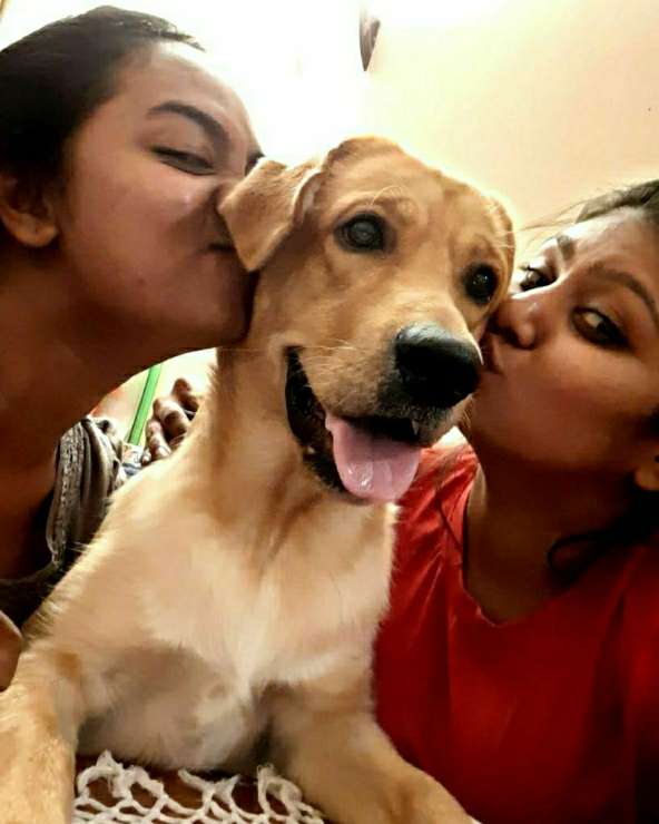 Kandy Best Pet Boarding, Grooming for Dogs, Cats with Pickup