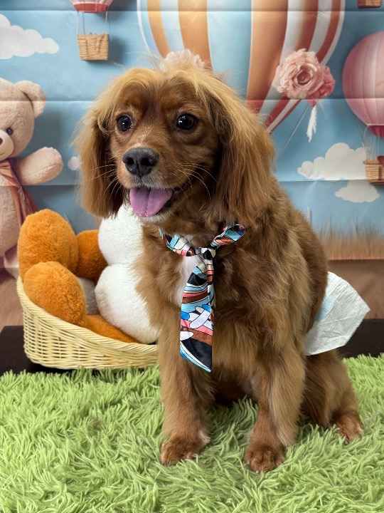 I've completed a Pet Care booking at PetBacker! Thank you for boarding Buddy with us! Hope to see him soon again. He’s such a sweetie. ❤️❤️❤️