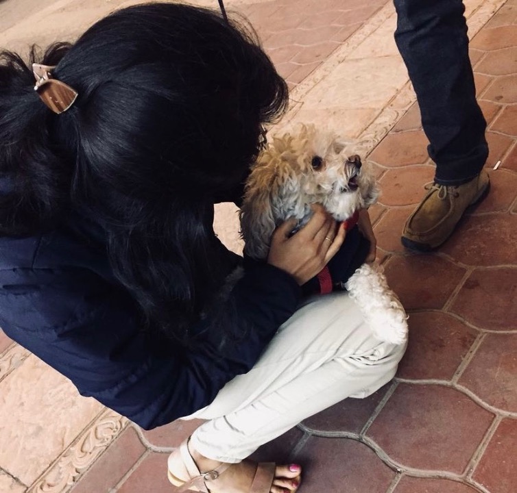 Top Dog Boarding in Foxrock with Best Prices on PetBacker