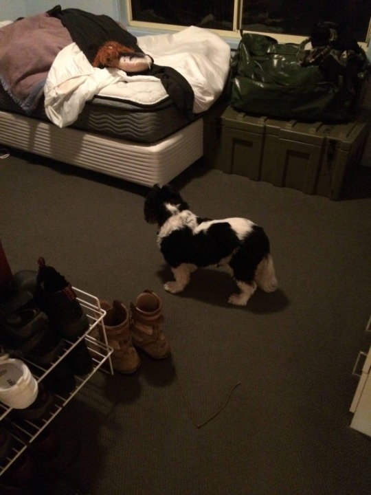 Hodgson Vale Best Pet Boarding, Grooming for Dogs, Cats with Pickup