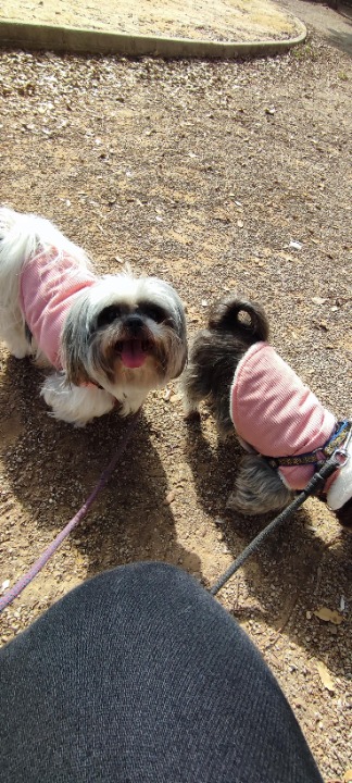 ¡He completado una Alojamiento reserva en PetBacker! Super bien, muy buenas perritas y familia