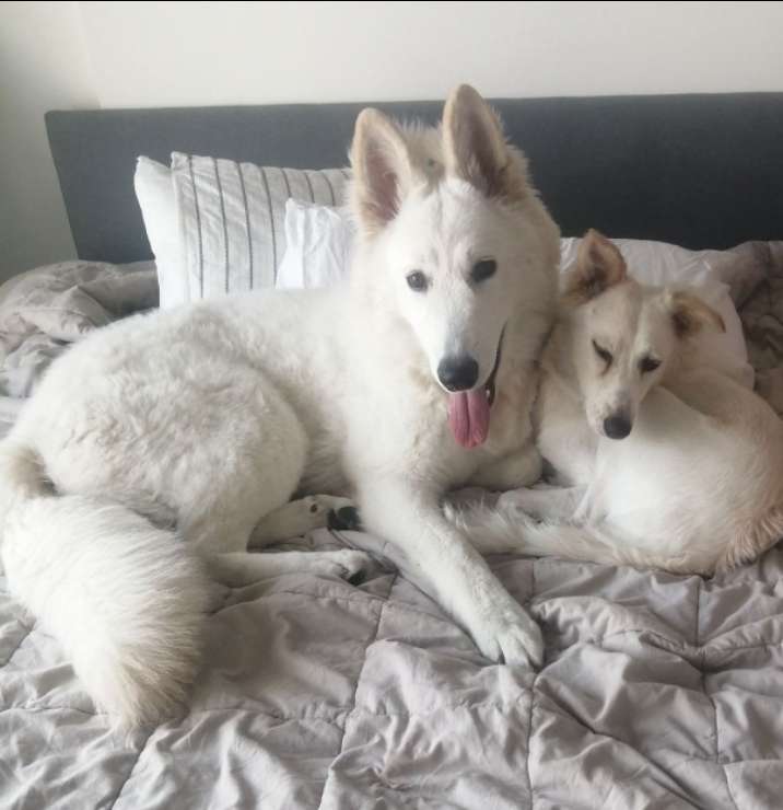 Cairo Egypt Best Pet Boarding, Grooming for Dogs, Cats with Pickup