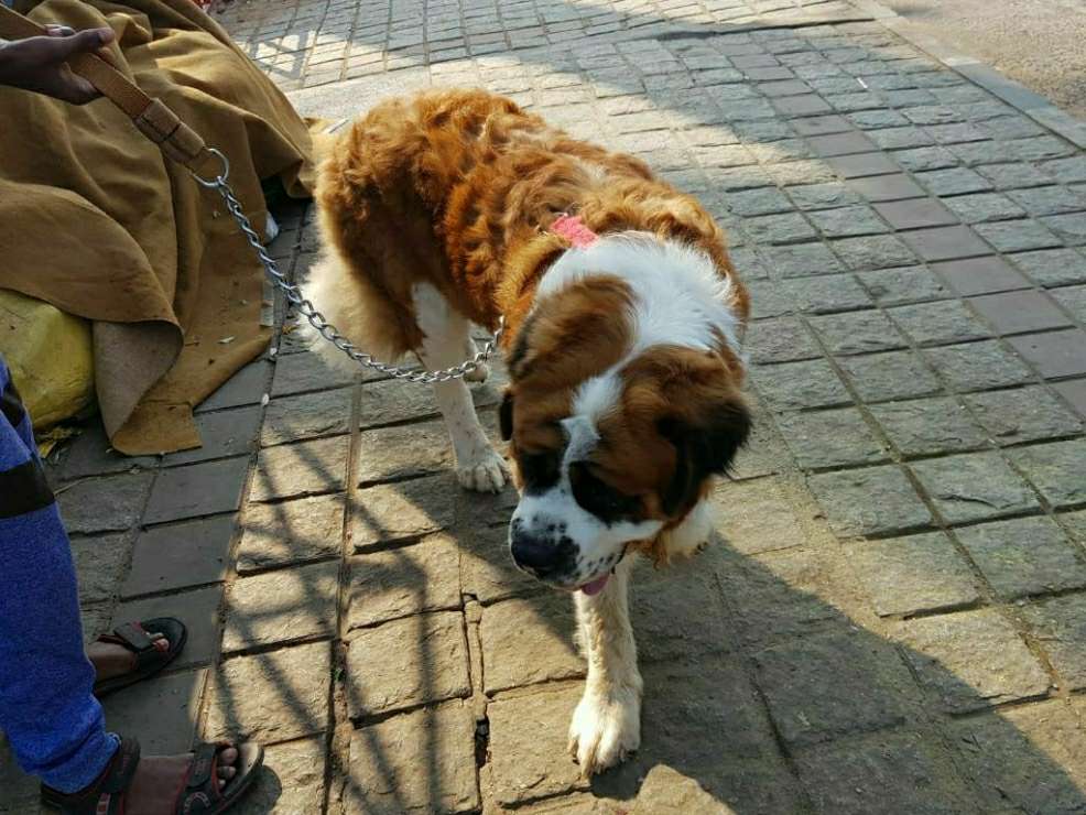 Dog Boarding in Hyderabad with Best Prices on PetBacker