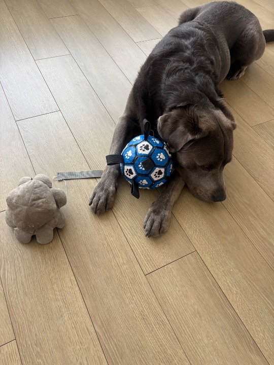 I've completed a Sitting booking at PetBacker! He watched me while I was stretching, so I watched him while he was taking a nap🤭