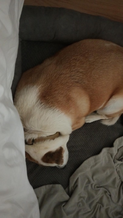 I've completed a Sitting booking at PetBacker! Zee is a very bubbly sweet doggie, it's a pleasure to work with her and her 