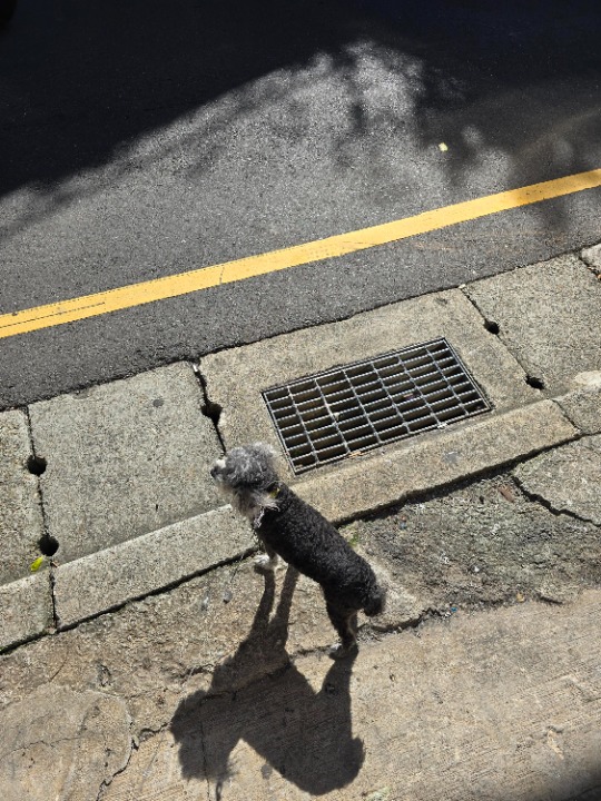 我在 PetBacker 完成了一次 寵物照顧 預訂！ 😅個性偏安靜、也較膽小，不喜吃藥……🤭但規矩很好會定點大、小便，也不會亂吠叫！飼主教的很好。