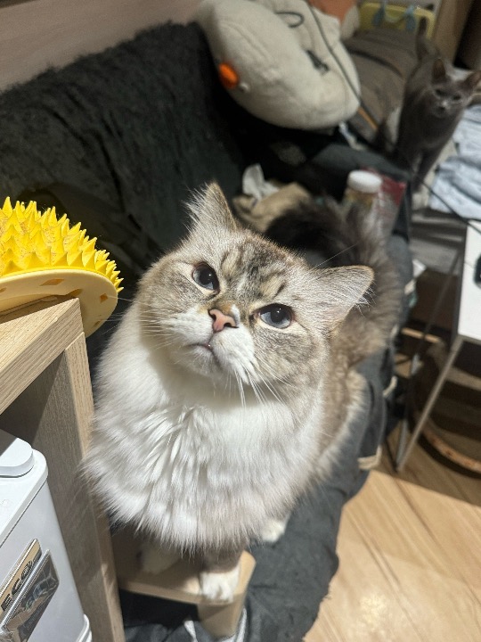 布偶貓 added as a pet