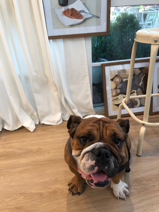 Bangkok Pet House Sitting Prices & Reviews PetBacker