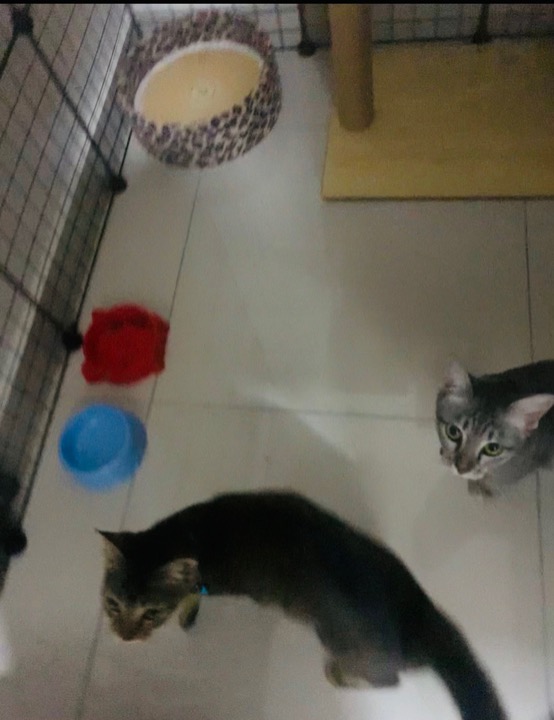 Pet Care at Bayan Lepas by PetBacker Yoyen Home Based Pet Boarding