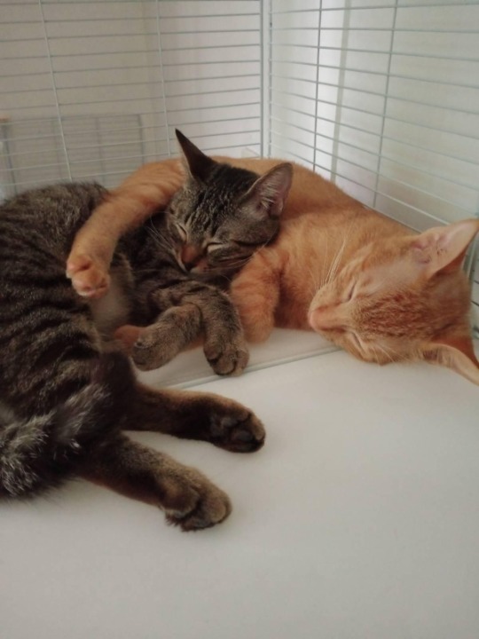 Os Melhores Dog Grooming em Quezon City com os Melhores Preços na PetBacker