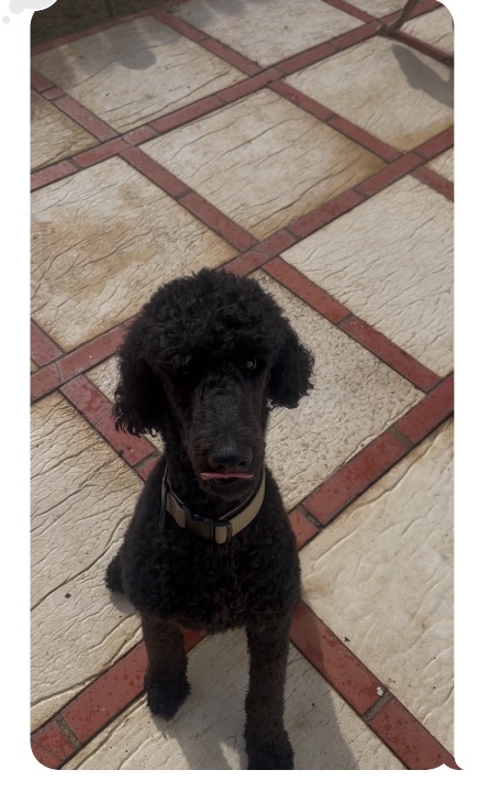 ¡He completado una reserva de Cuidado de Mascotas en PetBacker! 😍😘