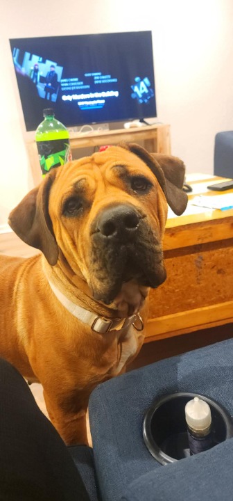 Hestia added as a pet