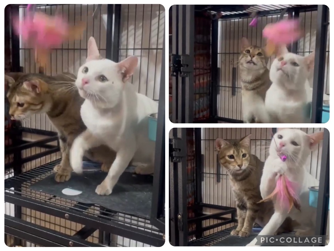 I've completed a Pet Care booking at PetBacker! Thank you Munchin and Poochie for choosing to trust PurrPaws for your boarding needs.  We are very happy to have met you and we will always love to have you as our guests cause both of you have been amazing.  Stay healthy and see you again soon😍🥰😘❣️💕💜♥️😊