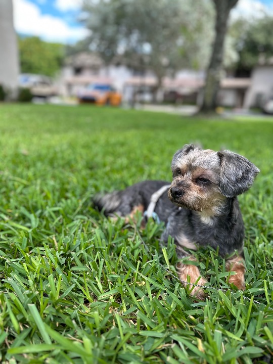 Pet Sitters in Plantation with Best Prices on PetBacker