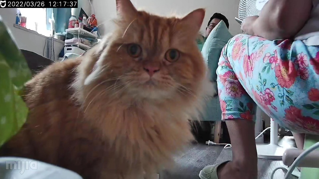 Hong Kong Pet Boarding, Sitting, Grooming Petbacker®