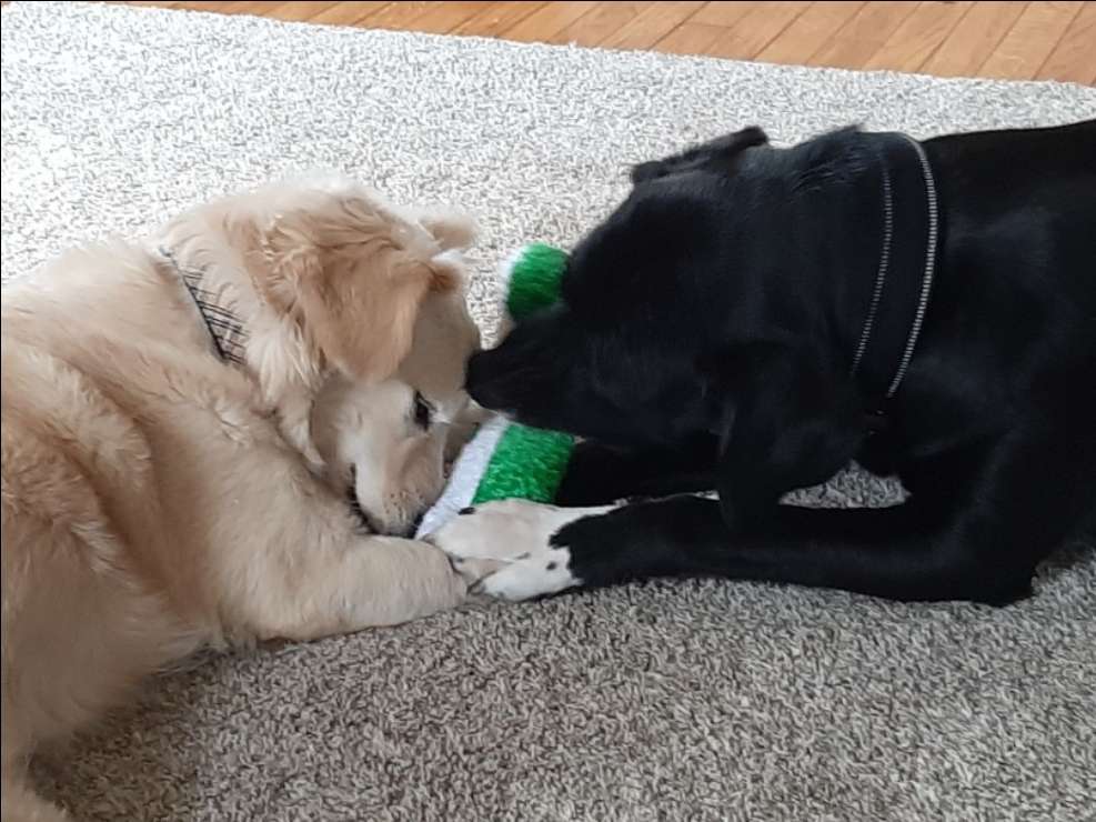 Hagerstown Best Pet Boarding, Grooming for Dogs, Cats with Pickup PetBacker Maryland