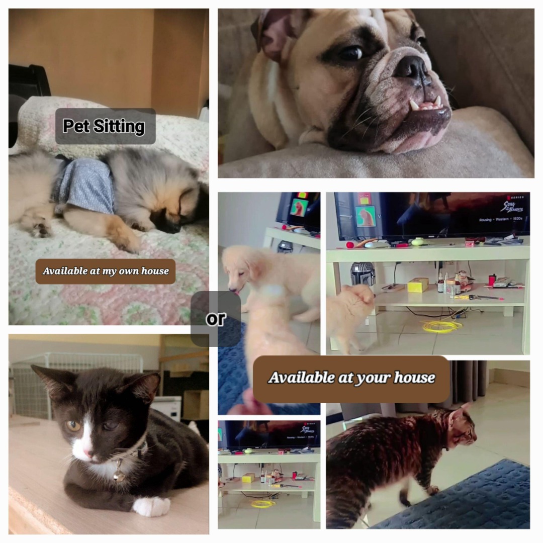 Richmond Best Pet Boarding, Grooming for Dogs, Cats with Pickup PetBacker ตรัง