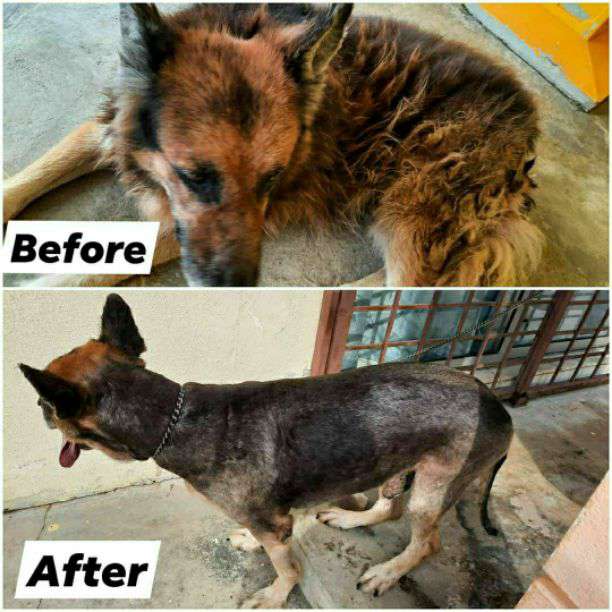 Taman Koperasi Lln Kajang Lucky Paws Pets Care Mobile Grooming Petbacker Selangor