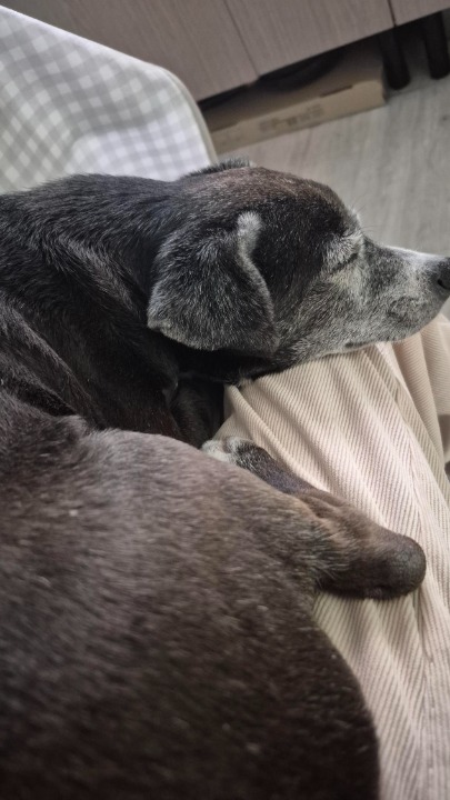 ¡He completado una reserva de Cuidado de Mascotas en PetBacker! Coco es un perro muy bueno! Todos los días hemos estado muy tranquilos juntos. Un placer 🥰🐶